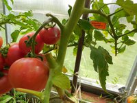 DSCN0729.JPG