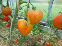 (полосатое сердце биколор- условно)