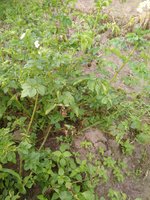 IMG_20170818_101021.jpg