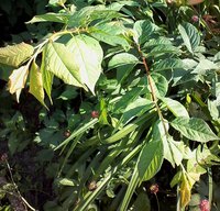 IMG_20170821_170840-1.jpg