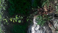 P_20170822_111338_HDR.jpg