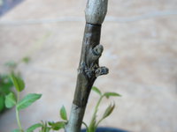 DSC05252.JPG