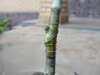DSC05250.JPG