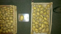 Урожай с посадки 10 шт миниклубней