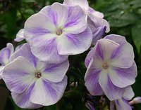 IMG_20130627_210331.jpg