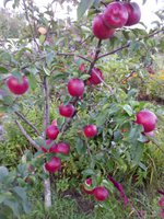 IMG_20150907_182745-min.jpg
