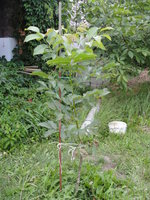DSC05249.JPG