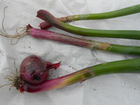 DSCN4010.JPG