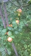 WP_20170827_005.jpg