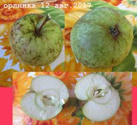 орлинка4.jpg