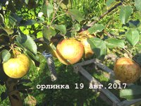 орлинка5.jpg