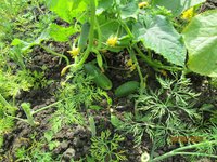 Ванька-встанька IMG_0311.JPG