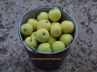 papirojantarnoe_2016.jpg
