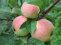 IMG_5732.JPG