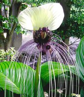 WHITE-BAT-PLANT-Tacca-nivea-10-seeds.jpg