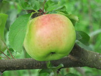 IMG_5817.JPG