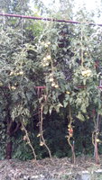 IMG_20170903_162233.jpg