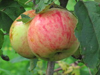 IMG_5887.JPG