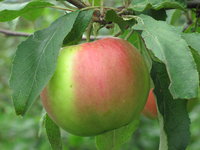 IMG_5812.JPG