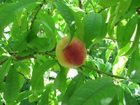 IMG_0059.JPG