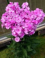 IMG_20130703_133546.jpg