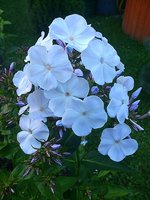 IMG_20130704_014436.jpg