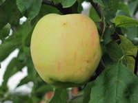 IMG_5781.JPG