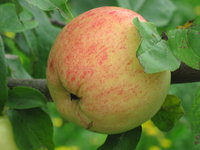 IMG_5787.JPG