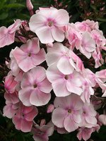 IMG_20130704_014536.jpg