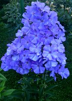IMG_20130704_014730.jpg