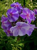 IMG_20130704_120615.jpg