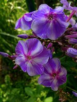 IMG_20130704_120657.jpg