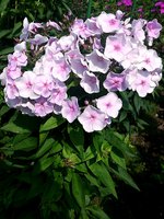 IMG_20130704_120746.jpg