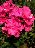 IMG_20130704_120841.jpg
