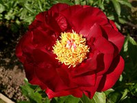 IMG_20130704_231913.jpg