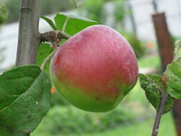 IMG_5803.JPG