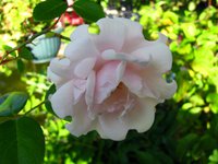 IMG_4254.JPG