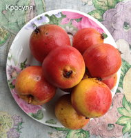 Красуля.JPG