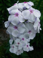 IMG_20130707_131605.jpg