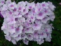 IMG_20130707_131230.jpg