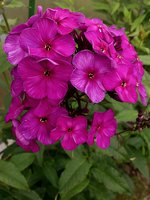 IMG_20130707_131410.jpg
