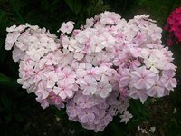 IMG_20130707_131458.jpg
