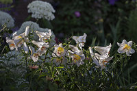 Lilium regale 450.jpg