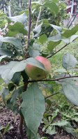 IMG_1078.JPG
