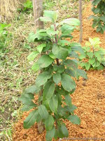 8cpbbf-9n9.jpg