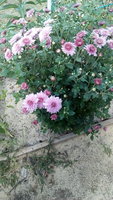 IMG_20170916_114244.jpg