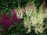 IMG_20130710_182510.jpg