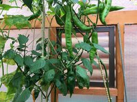 Наска (выше) и Амарилло (ниже)