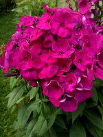 IMG_20130710_202828.jpg
