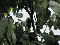 IMG_0042.JPG